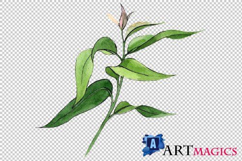 Eucalyptus branch PNG watercolor set - 3095313