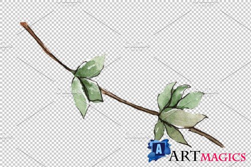 Hops plant Watercolor png - 3935451