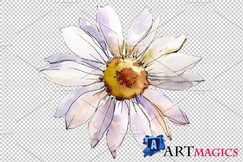 Daisy white watercolor png - 3935353