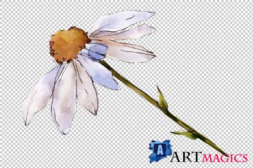 Daisy white watercolor png - 3935353