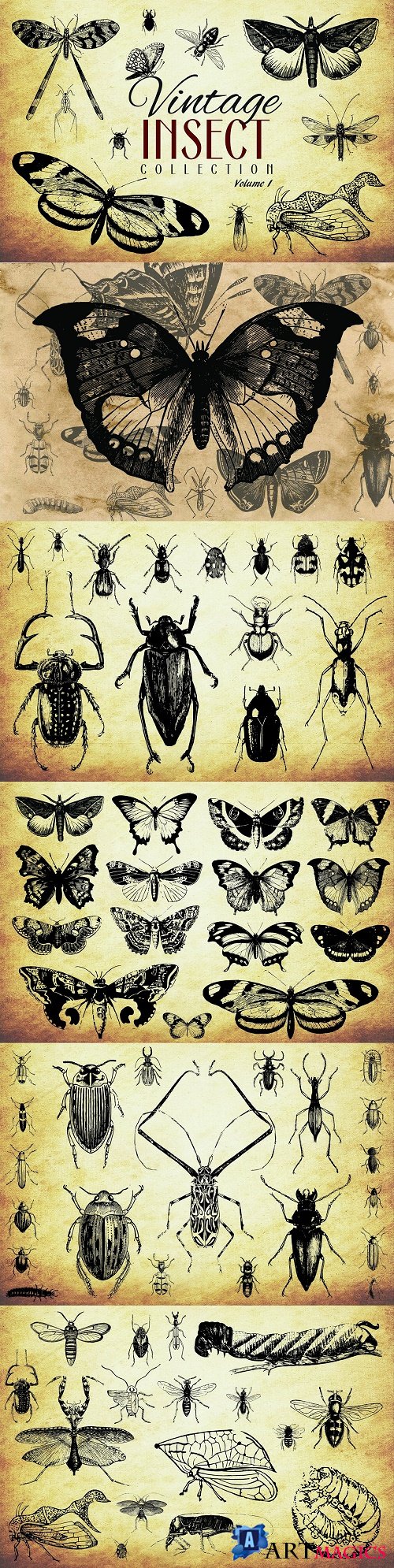200 Vintage Insect Vector Graphics - 3450238