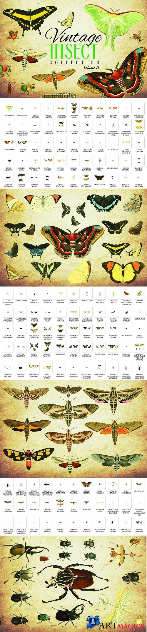 154 Vintage Insect Vector Graphics 4 - 3502662
