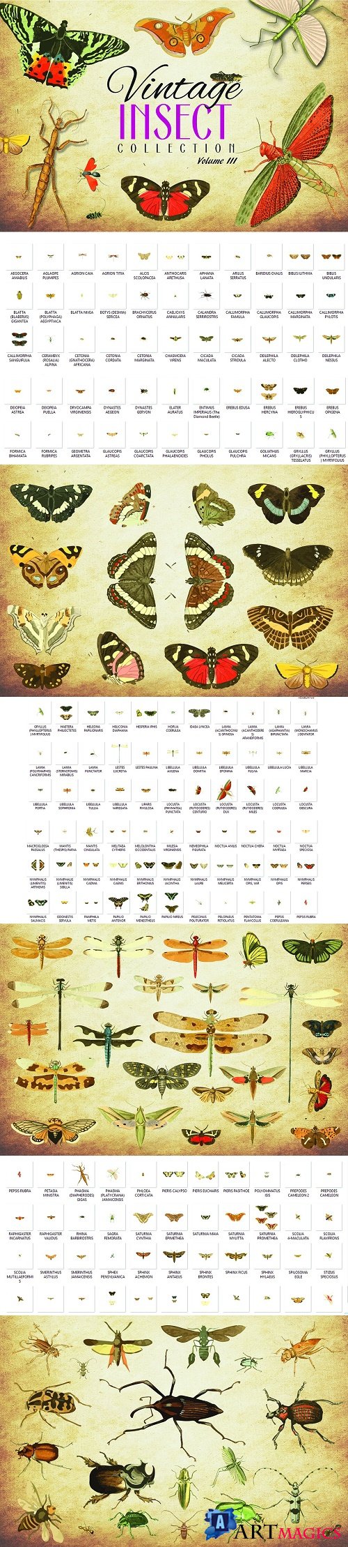 172 Vintage Insect Vector Graphics 3 - 3493784