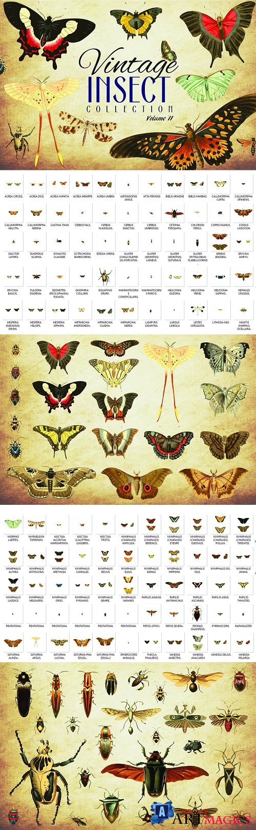 110 Vintage Insect Vector Graphics 2 - 3481948