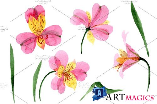 Astrometry pink flower watercolor - 3983935