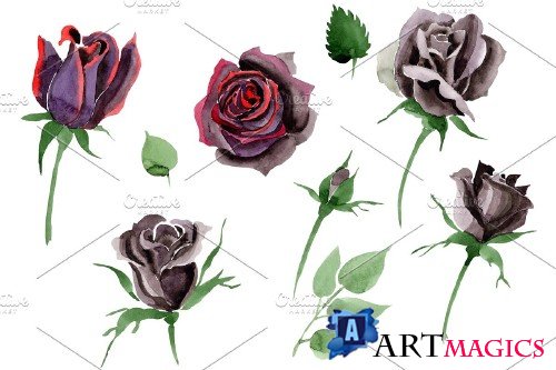 Black Rose flower Watercolor png - 3984529