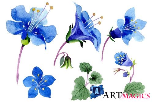 Phacelia bellflower blue flower - 3988066
