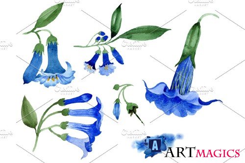 Brugmansia Blue flower Watercolor - 3991984
