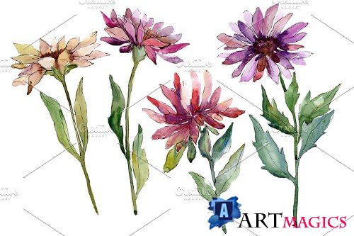 Flower Asters Watercolor png - 4005017