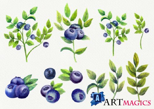 Blueberry. The gifts of the forest. Watercolor illustration.