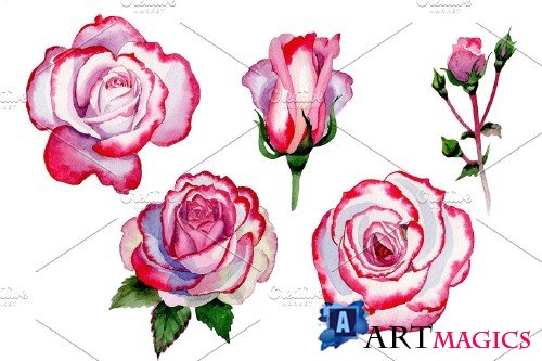 Pink rose good morning watercolor - 4027524