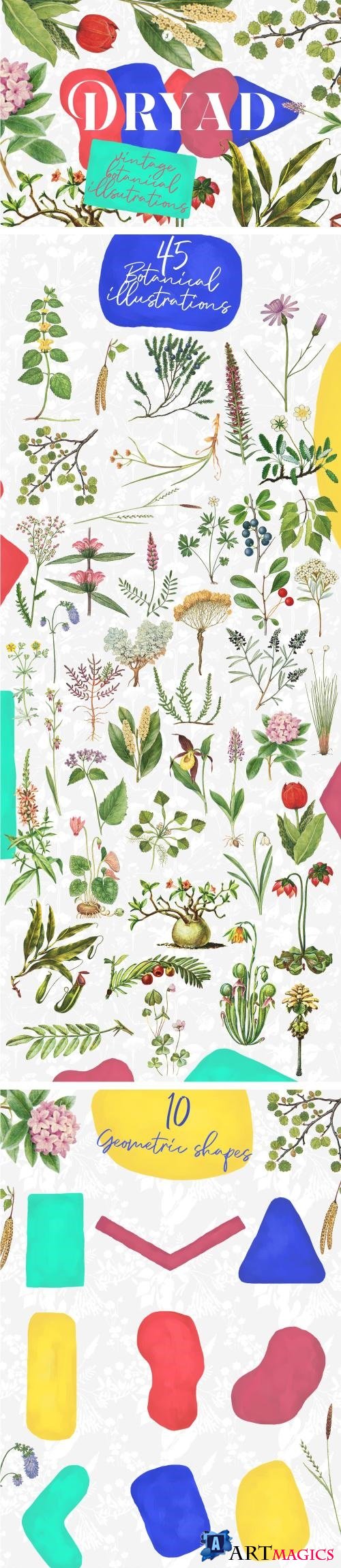 Dryad  Botanical Illustrations 3973968