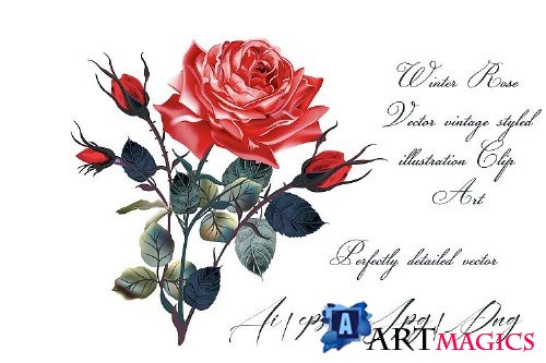 Red rose vector vintage illustration - 318153