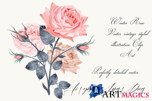Vintage rose, high detailed vector rose illustration - 318512