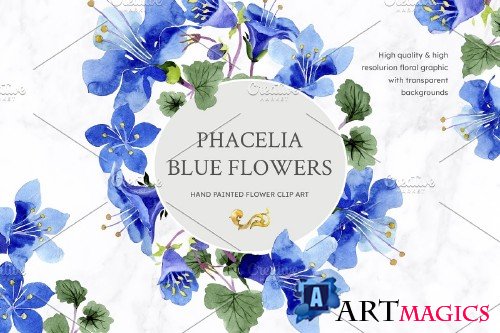 Phacelia or Bellflowers watercolor - 4110446