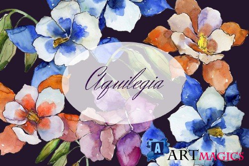 Aquilegia flowers velvet season - 4119341