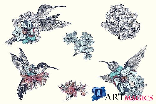 Collection of vector hummingbirds - 323370