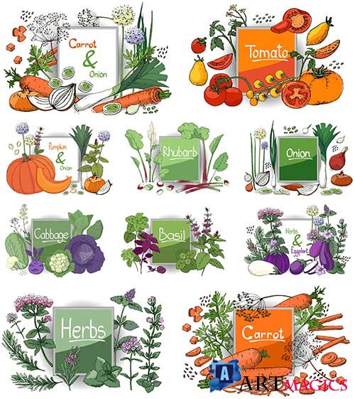    -   / Vegetables - Vector Graphics