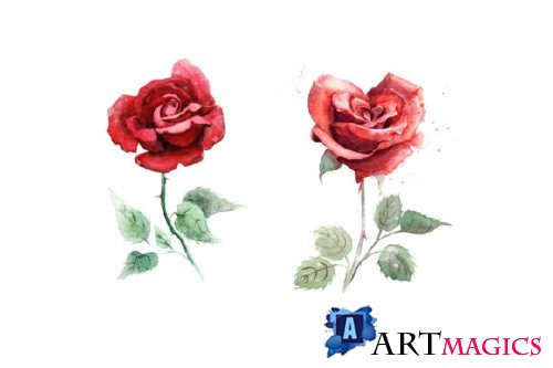 5 watercolor roses 53256