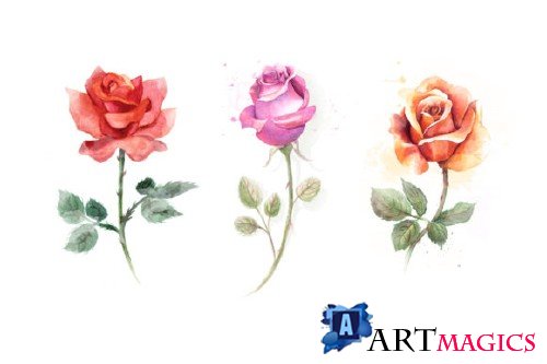 5 watercolor roses 53256