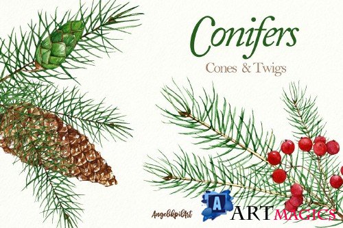 Conifers. Cones&Twigs watercolor - 3253059