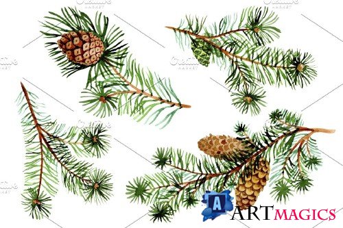 Evergreen with buds watercolor PNG - 4135664
