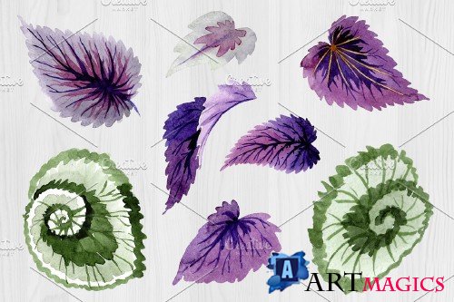Decorative begonia purple watercolor - 4160583