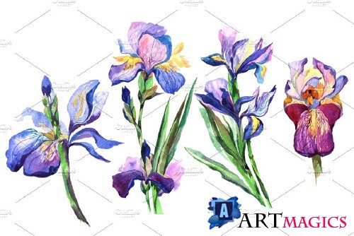 Blue Irises PNG watercolor flowers - 4224971