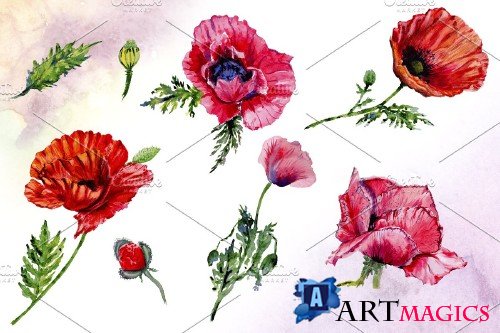 Poppy red flower watercolor png - 4267189