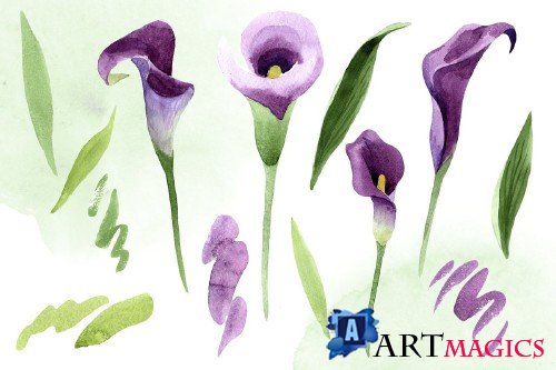 Calla Lily Watercolor Illustrations 4271628