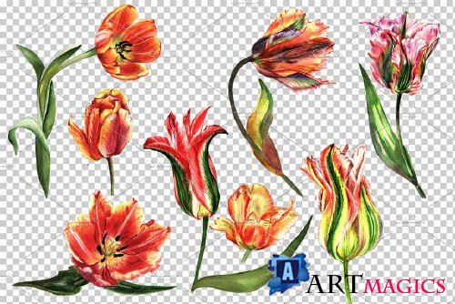 Tulip red PNG watercolor flower set - 4230147