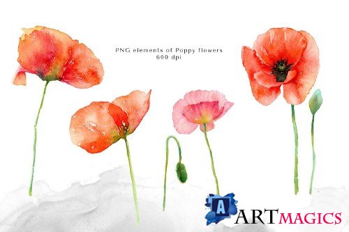 Watercolor Red Poppy Flowers - 4172505