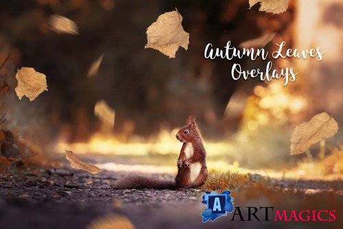 Autumn Leaves Overlays - 4189267