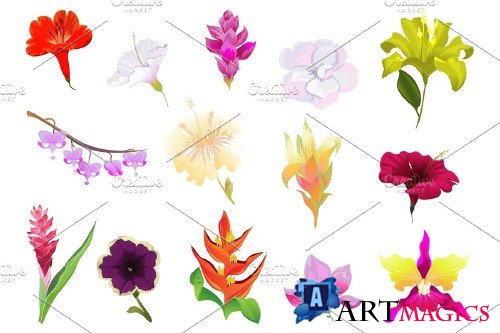 Flowers Tropical Illustration Pack - 4290669