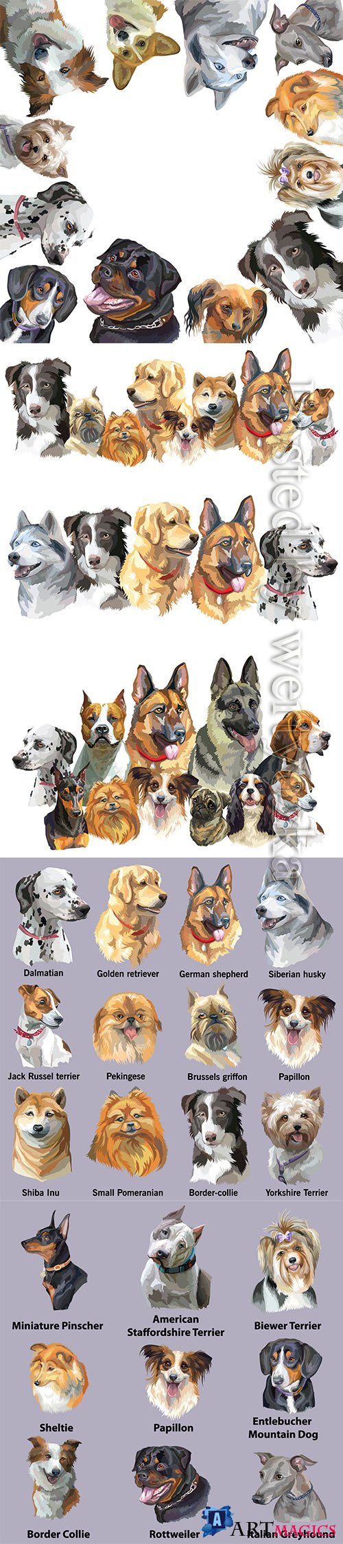 Set of portraits of dog breeds