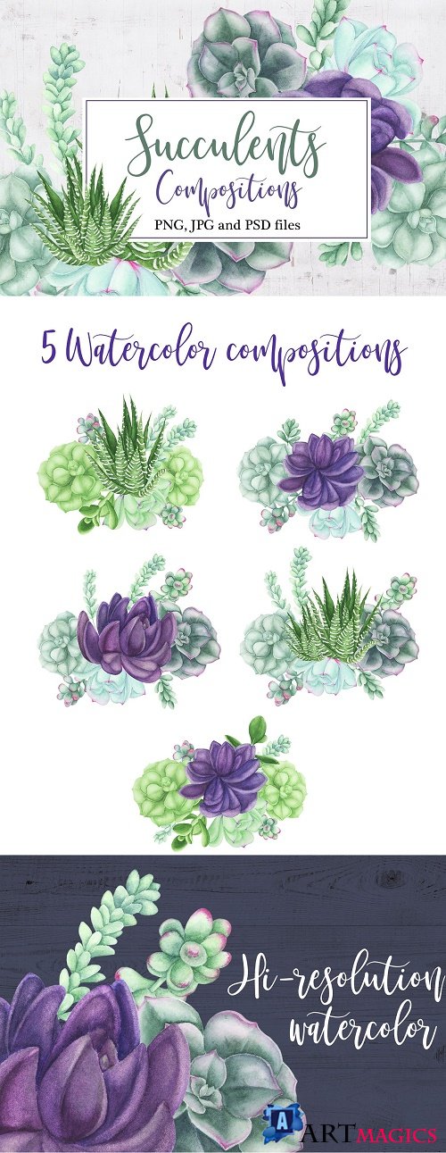 Watercolor Succulents Compositions - 3707649