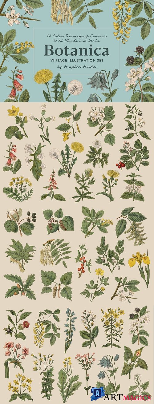 Botanica - Vintage Illustrations - 4273368