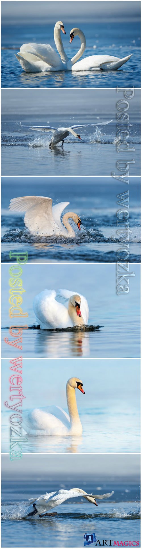 Beautiful swans stock photo