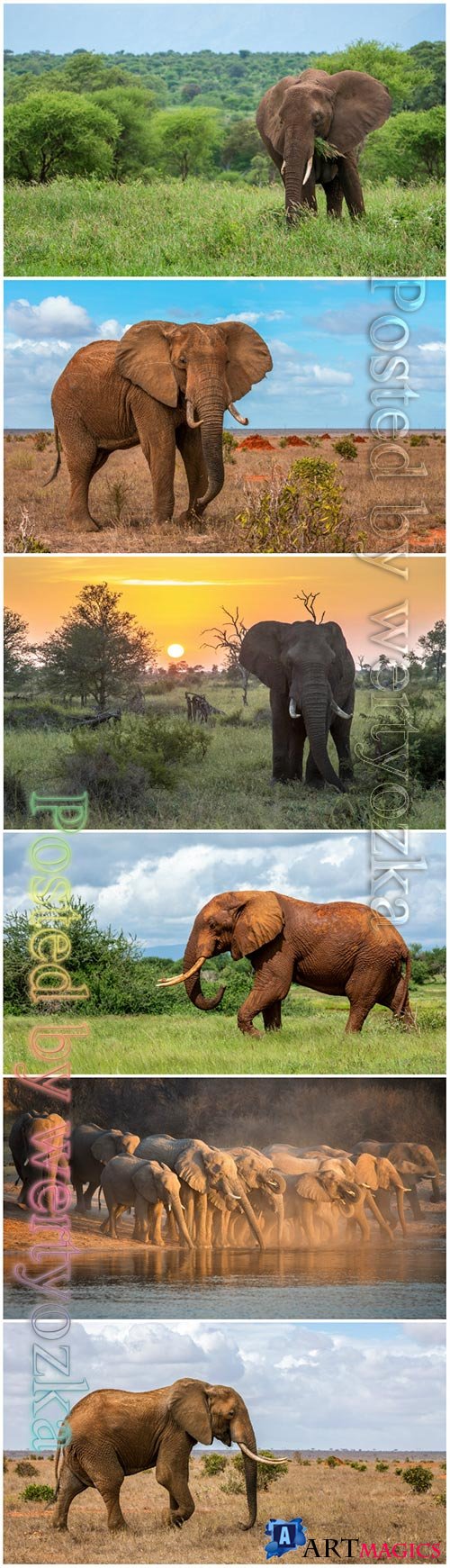 Elephant beautiful stock photo