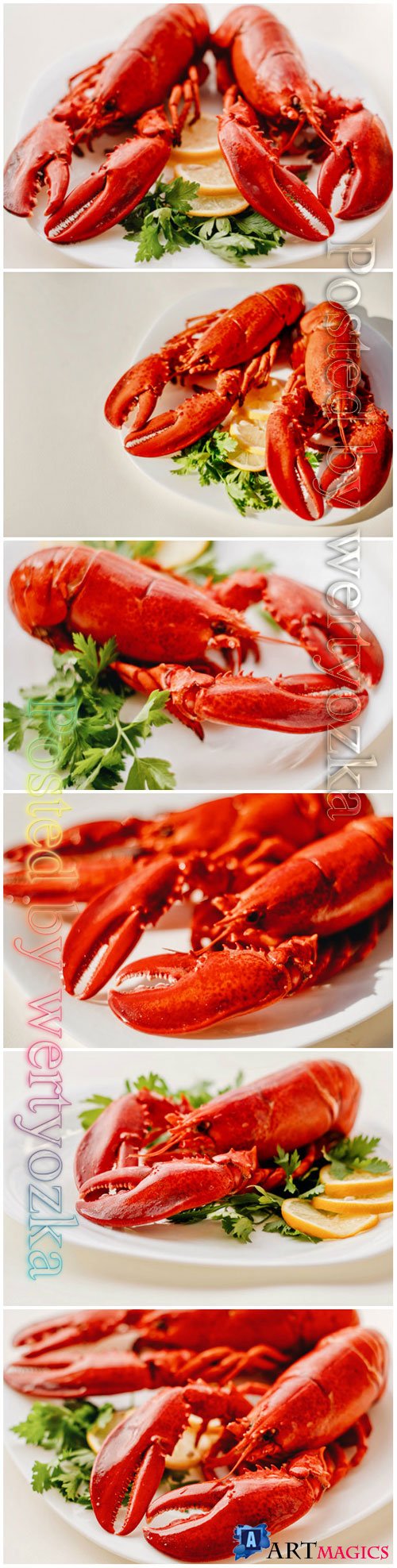 Seafood lobster beautiful stock photo