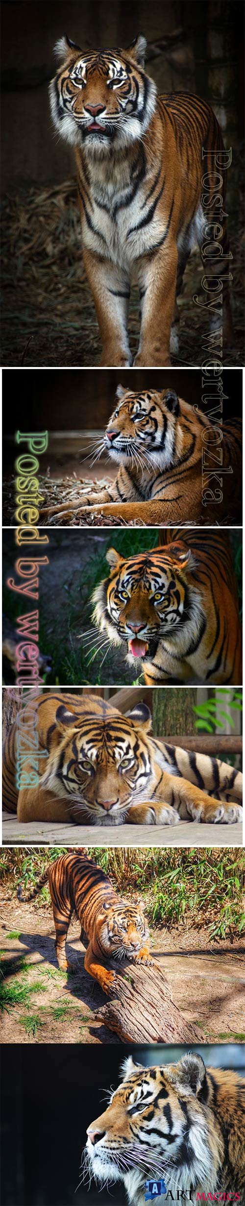 Tiger beautiful stock photo