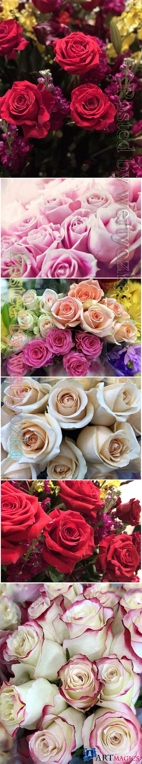 Roses beautiful stock photo