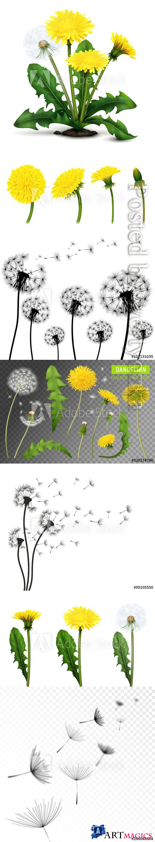 Dandelions vector illustrations