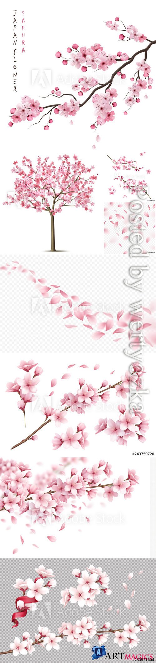 Cherry flowers background vector illustrations