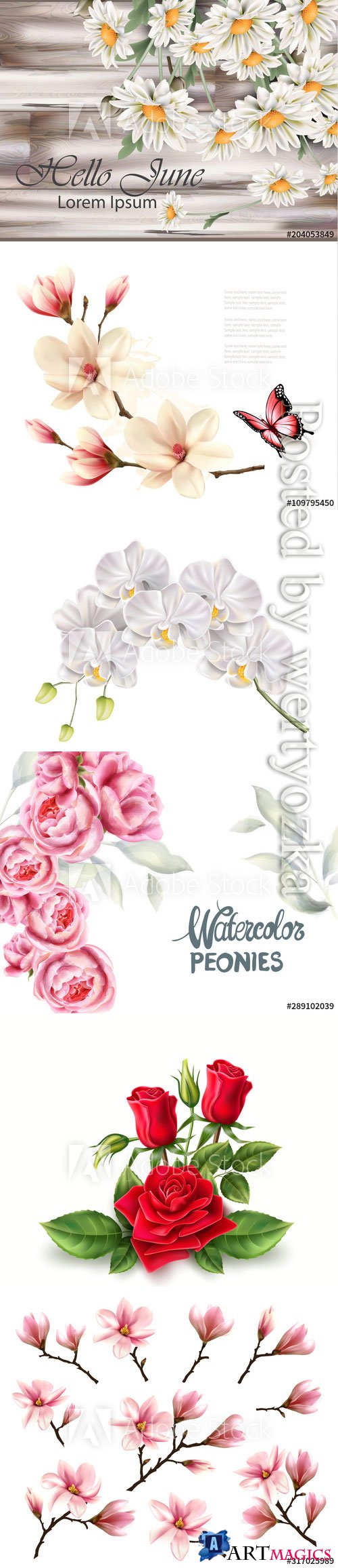 Beautiful flowers, daisies, roses, orchids, vector backgrounds