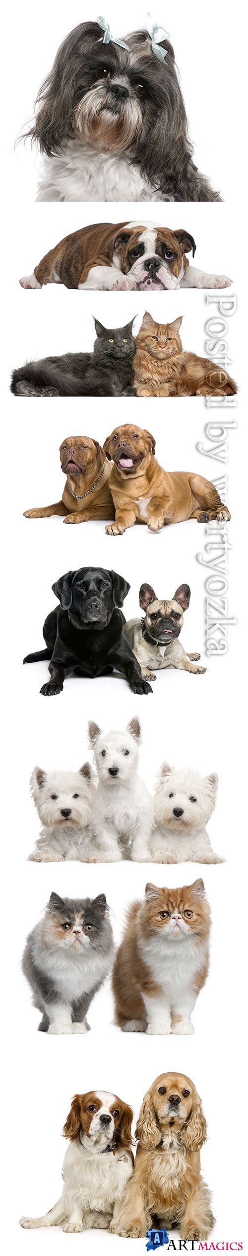 Purebred cats and dogs