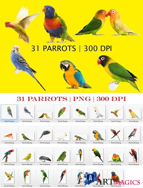 Parrots Clipart PNG Files - 4135230