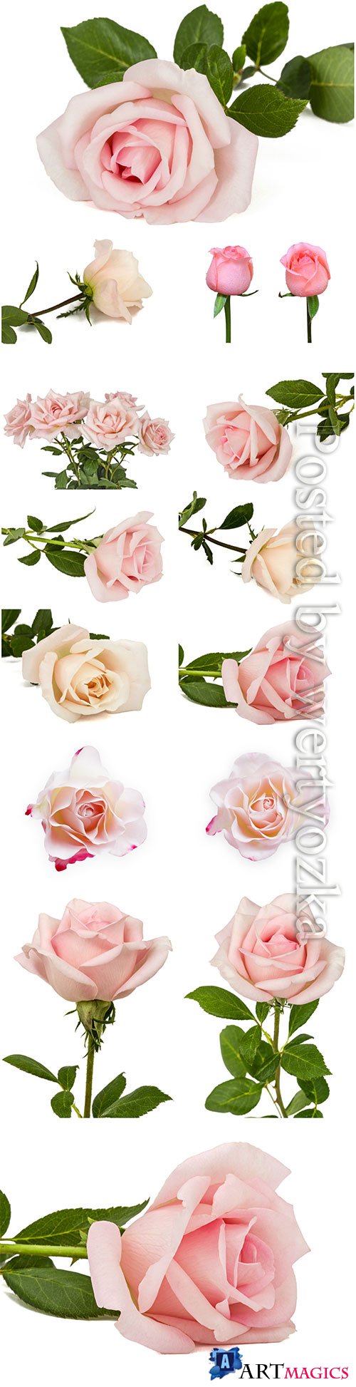 Beautiful pink roses stock photo