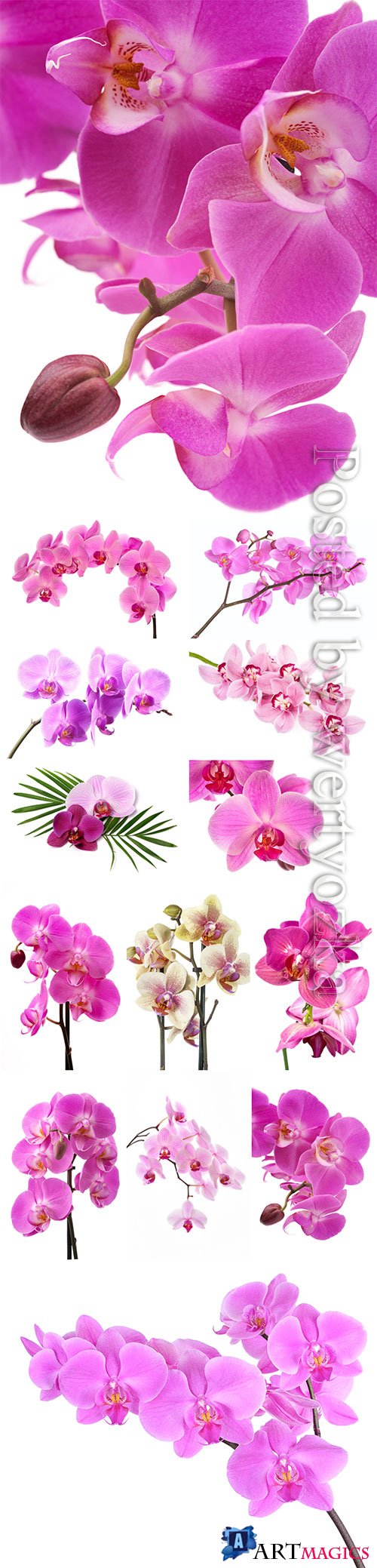 Beautiful orchids stock photo