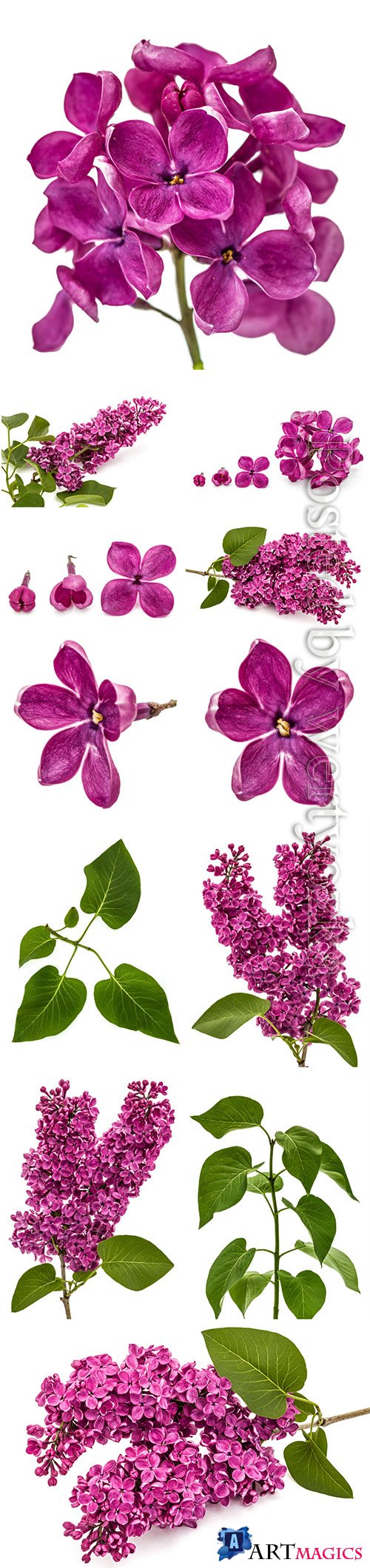 Lilac beautiful stock photo